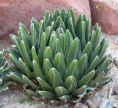 /album/fotogaleria/a002-agave-victoriae-reginae-jpg1/